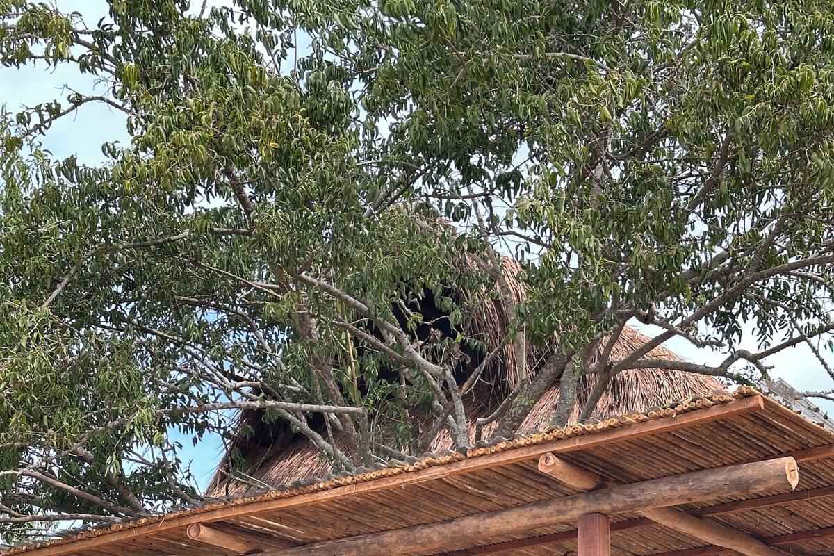 A rustic wooden structure with a thatched roof, a wooden deck, and a large tree in the background.