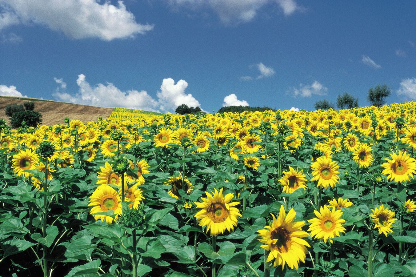 A sunflower field under a clear sky.