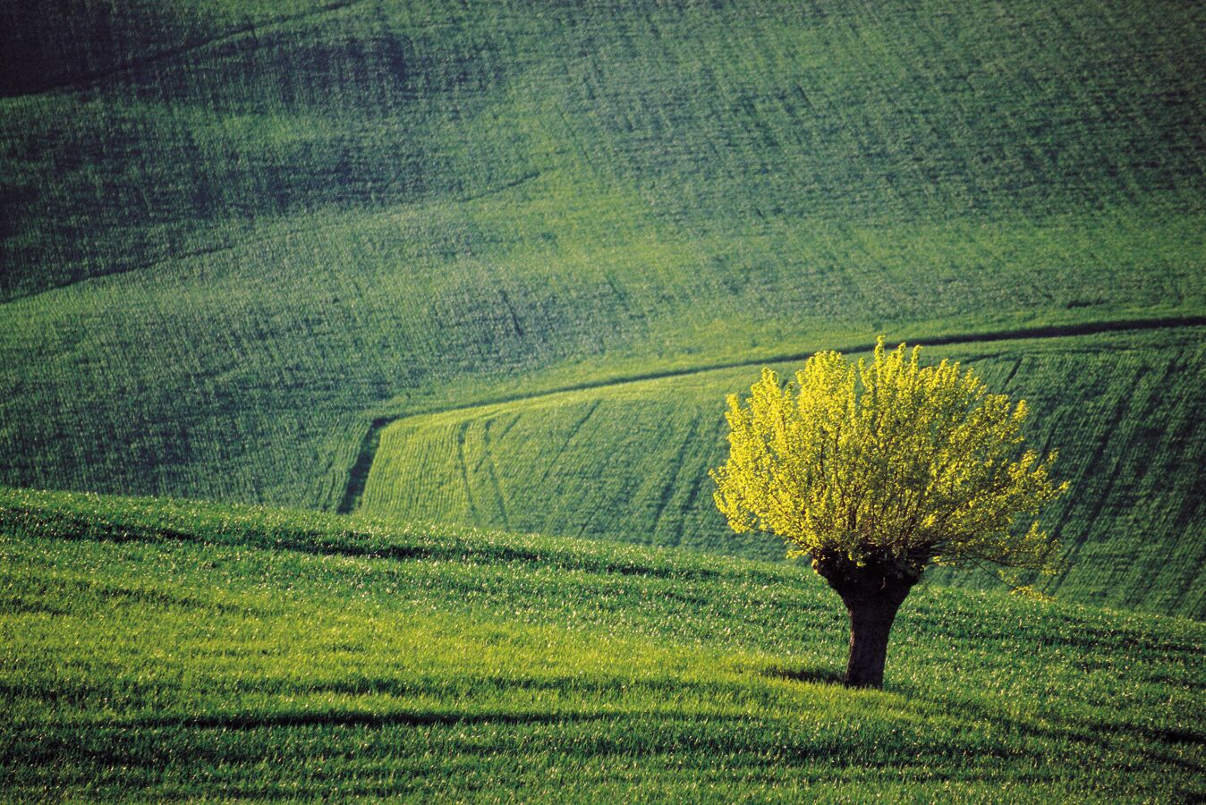 Un arbre se dresse dans un champ verdoyant, avec des collines ondoyantes en arrière-plan.