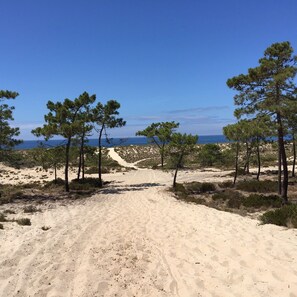 A sandy path leading to a beach with pine trees on either side.