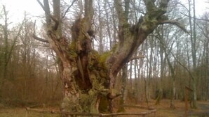 A large, gnarled tree with a moss-covered trunk and branches, surrounded by a fenced area with a path leading away. - Casa Martikonea for 16 people (Basaburua)
