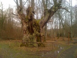 Property grounds - Casa Martikonea for 16 people (Basaburua)