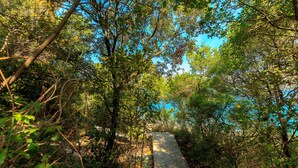 A narrow stone pathway surrounded by dense foliage leading to a higher elevation. - Vacation that you'll remember for a long time :) (Korcula)
