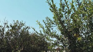 A paved pathway through an orchard with rows of trees. - Tenuta Gli Agrumi del Salento (Carmiano)