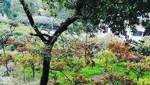 A vineyard with rows of grapevines and a person tending to them. - Agriturismo Castanito (Vico Equense)