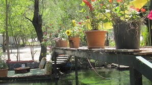 Un espace jardin agrémenté de plantes en pot et d’une petite jetée en bois surplombant l’eau.