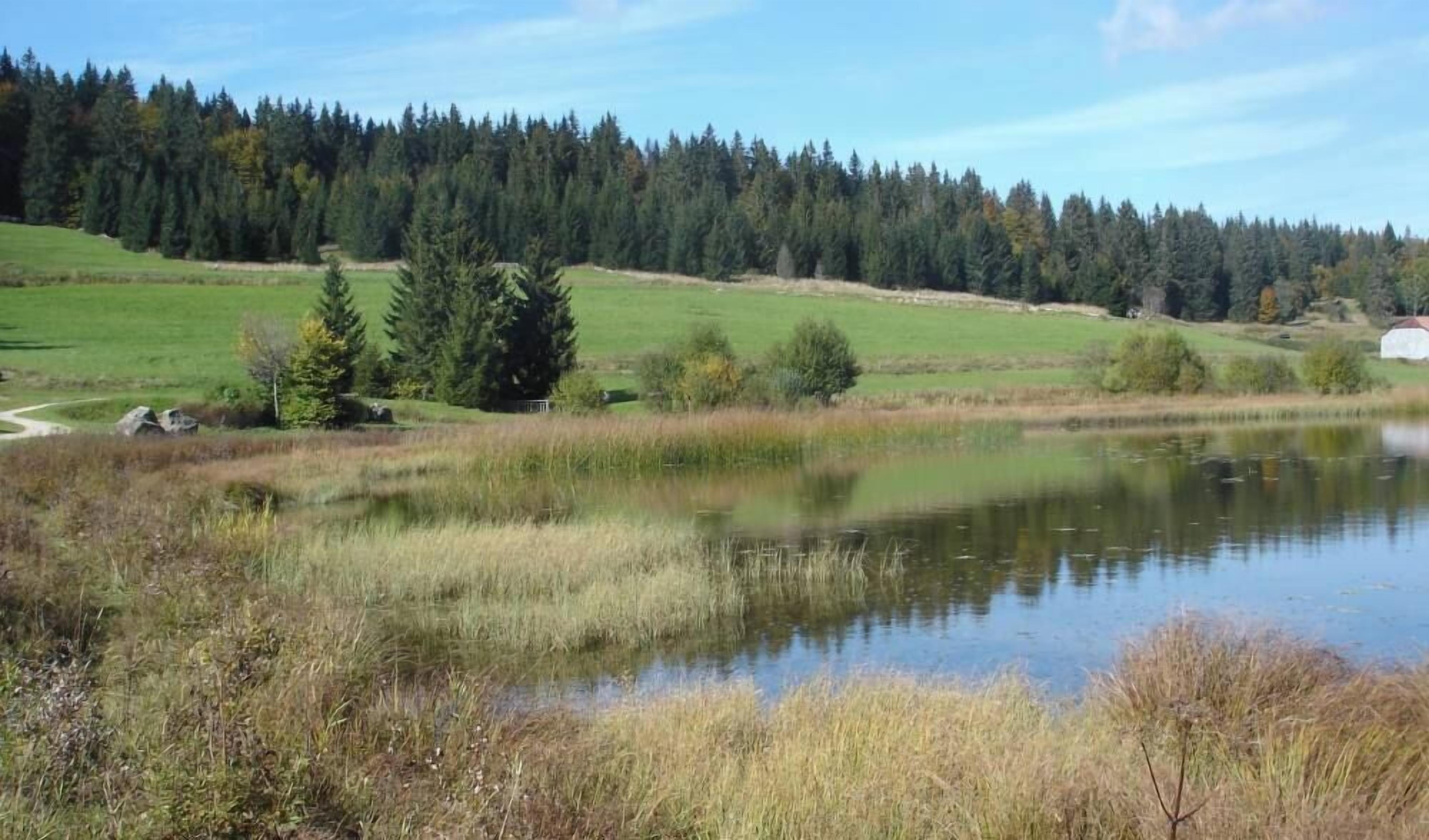 A serene landscape with a pond, grassy fields, and a forest in the background.