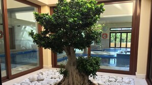 Ein im Topf stehender Bonsai-Baum in einer Ecke, mit Pool und Rettungsring, sichtbar durch die Glasüren.