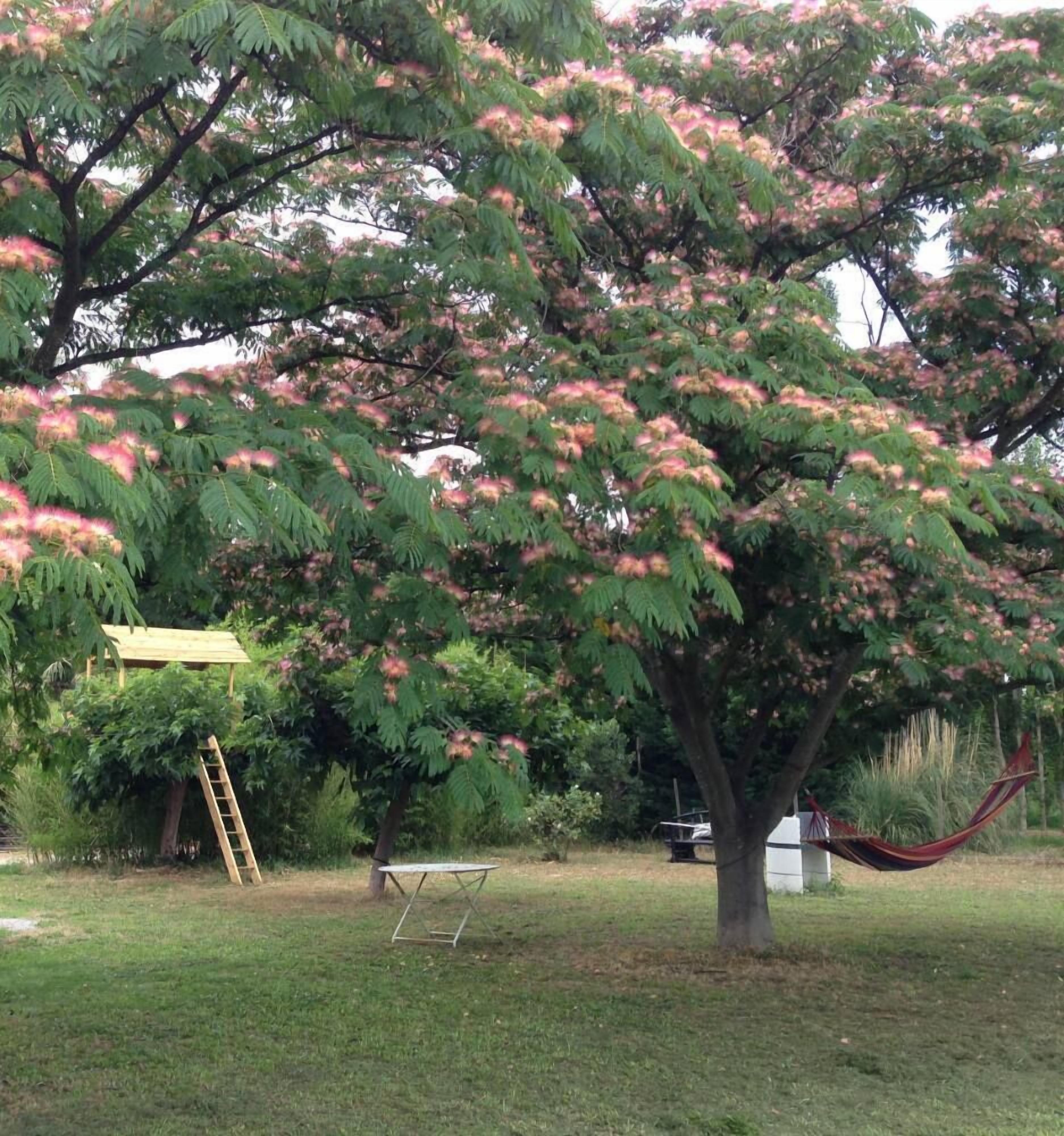 A tree with pink flowers in a yard with a hammock, a swing set, and a yellow structure.