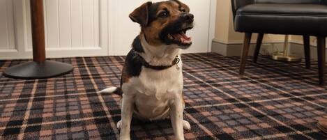 A dog sitting on a checkered floor with a chair and a table in the background.