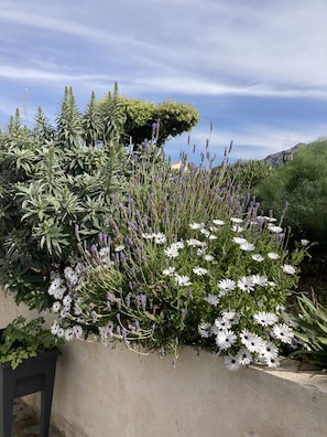 Um jardim com diversas plantas e flores, incluindo margaridas brancas e flores roxas, ao fundo um céu claro e um edifício.
