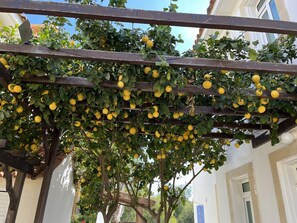 Property grounds - Superb 5* Sea View Luxury Villa,Private Pool in Central Protaras with FREE WIFI (Protaras)