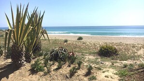 A beach with sparse vegetation, including agave plants and a small bush, under a clear blue sky.
