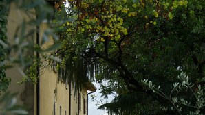 Un edificio con una escalera que lleva a una puerta, rodeado de abundante vegetación y árboles.
