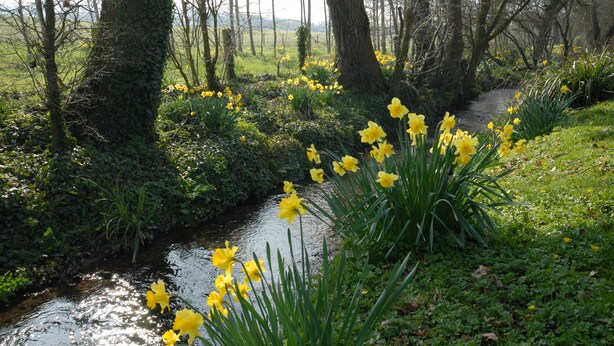 A natural landscape with a stream, trees, and yellow flowers. - The Granary at French Mill: charming cottage set in extensive garden with stream (Sandford, Isle of Wight)