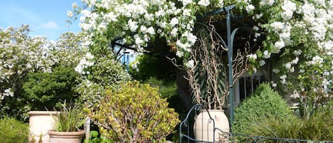 A garden with various potted plants and a large flowering tree.