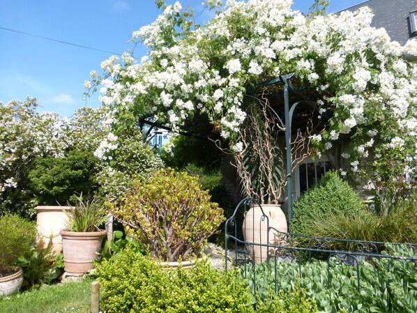 A garden with various potted plants and a large flowering tree.