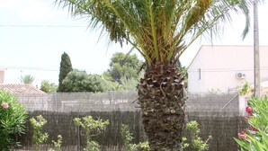 A palm tree in a well-maintained garden with a stone base, surrounded by grass and other plants. - Villa-Chalet with private pool, POOLSIDE BARBECUE (Manacor)
