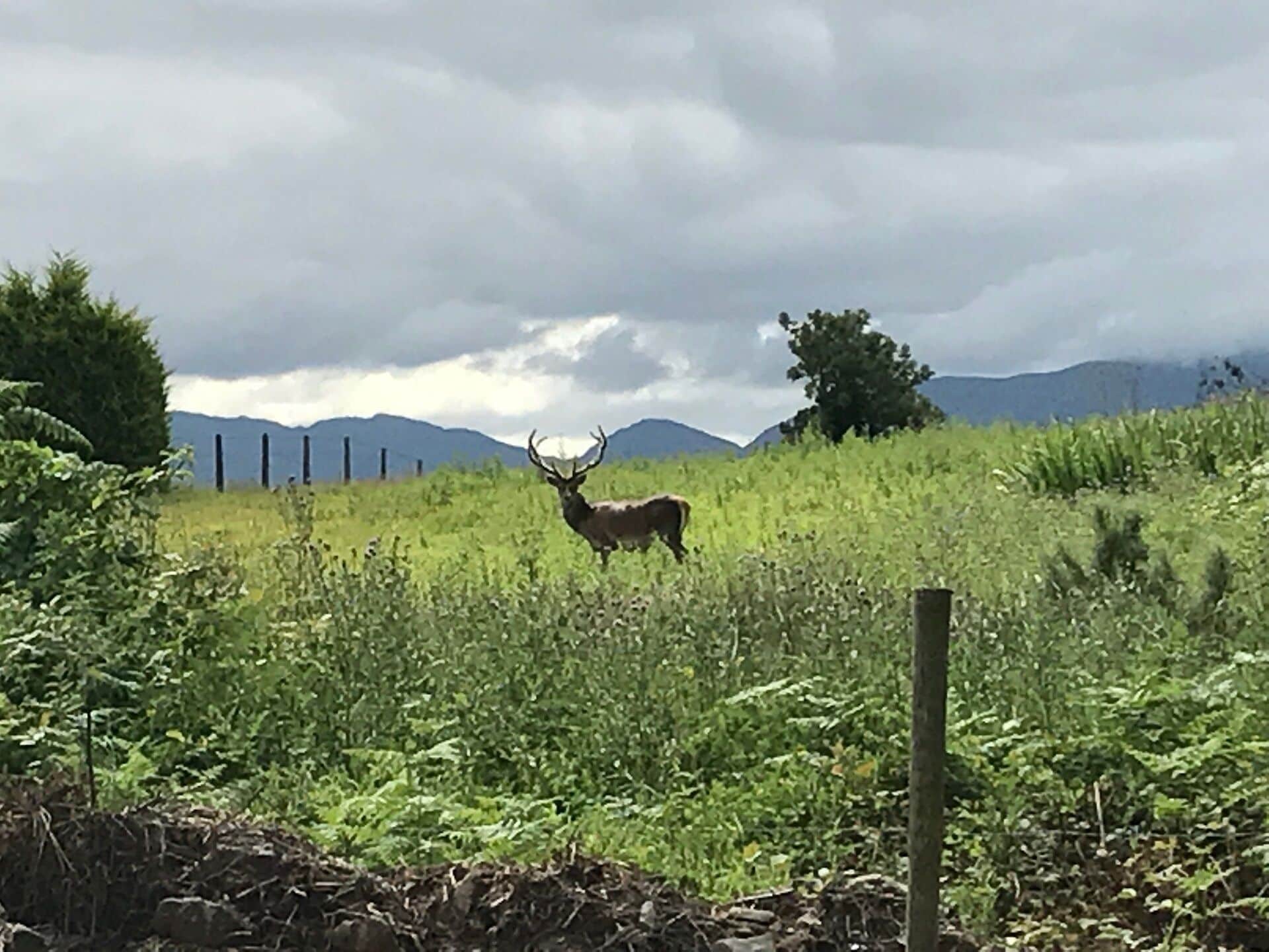 Um campo com um veado e montanhas ao fundo.