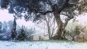 Paisaje nevado con un árbol grande y un edificio al fondo.