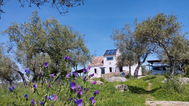 Un edificio blanco con paneles solares, rodeado de olivos y flores moradas.