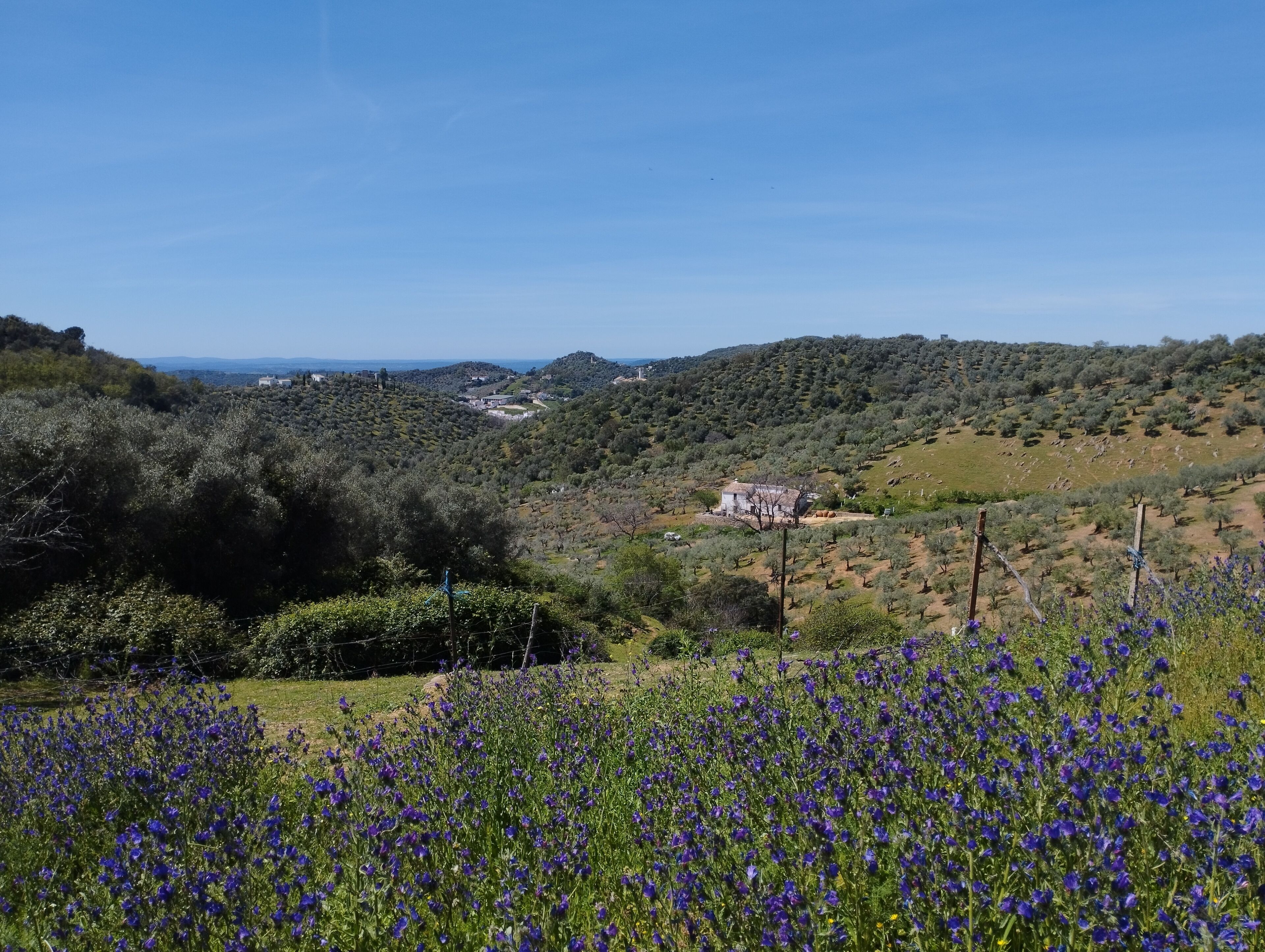 Paisaje rural con una casa rodeada de olivares y un campo de flores moradas.