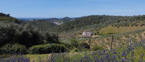 Un paysage rural avec une maison entourée d’oliveraies et d’un champ de fleurs violettes.