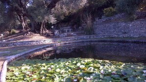 A pond with lily pads and a stone wall in the background.