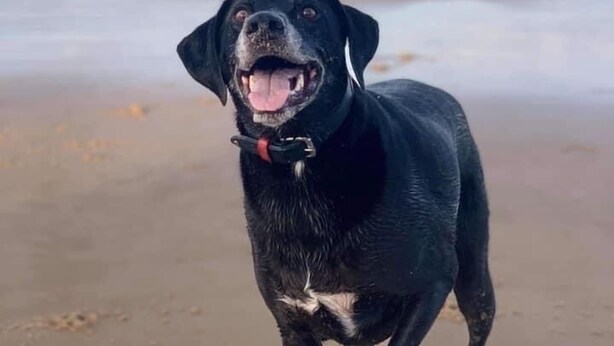 A black dog on a sandy beach with the ocean in the background. - Ground Floor Apartment in Village Location Speyside (Rothes)