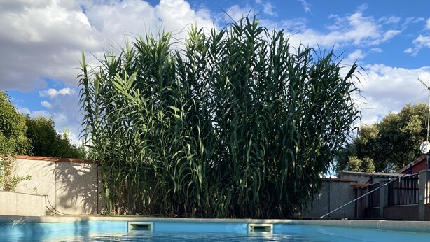 Une piscine à l’eau d’un bleu cristallin, entourée d’une haute clôture en bambou et d’un mur de pierre.