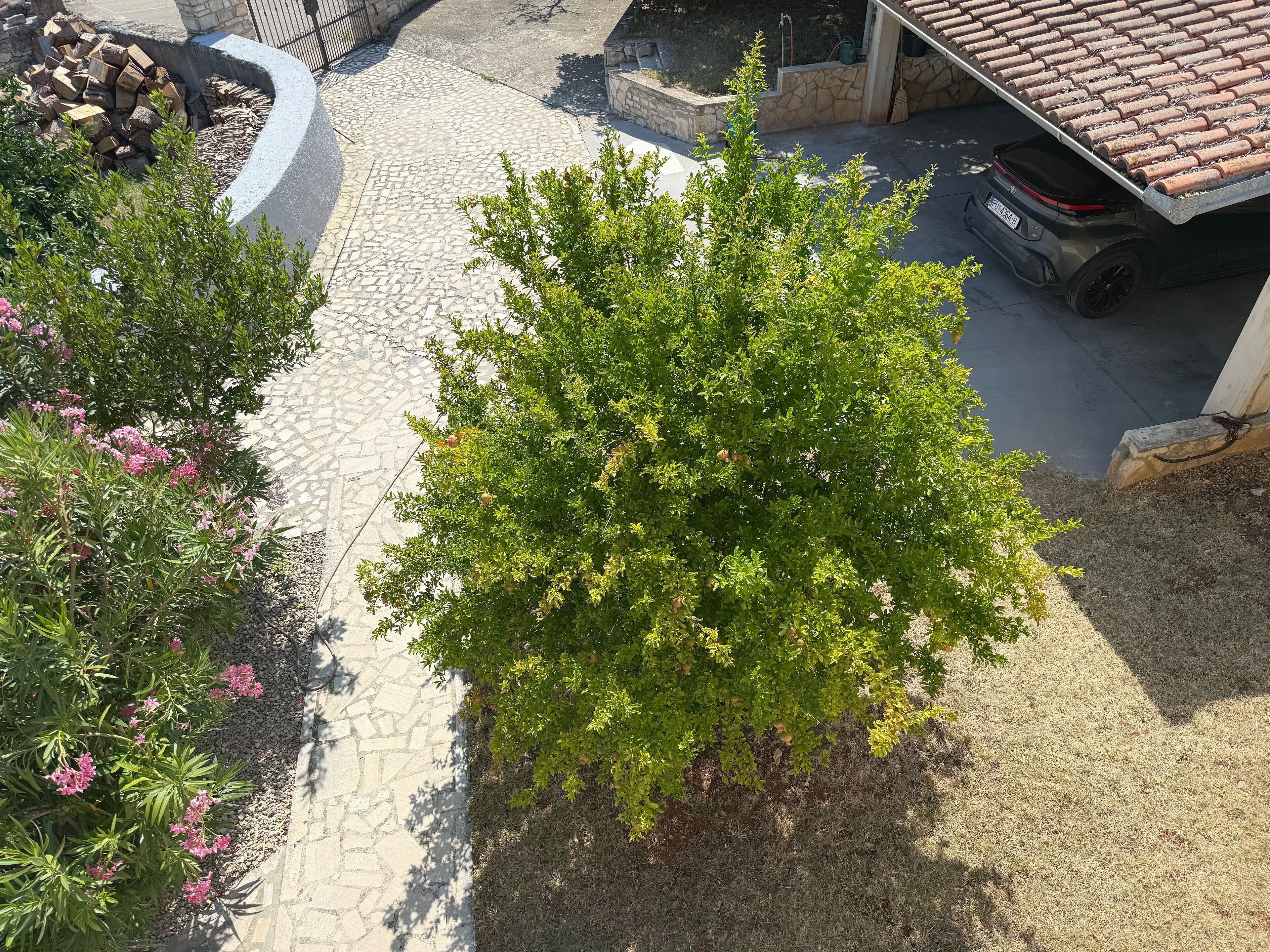 A paved pathway flanked by green shrubs and flowering plants.