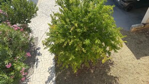 A paved pathway flanked by green shrubs and flowering plants. - LacoDeLama mini resort apartment Pina (LIZNJAN)