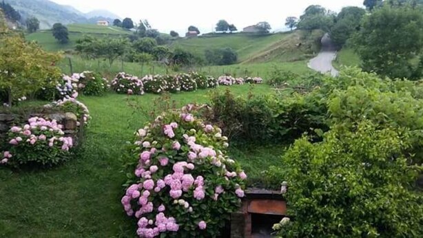 Paisaje rural con colinas ondulantes, un camino sinuoso y grupos de flores rosadas.