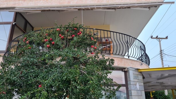 Un balcón con un árbol en maceta y barandilla de metal.