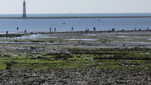 En stenet strand med folk der udfører forskellige aktiviteter.