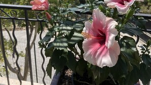 A balcony with potted hibiscus plants, a metal railing, and a view of a coastal landscape with trees and a body of water. - Superb modern Family Villa nearby fabulous sandy beaches (Rayol-Canadel-Sur-Mer)