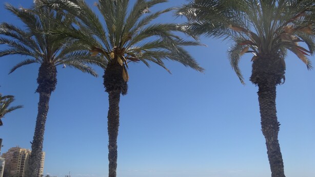 Eine Uferpromenade mit Palmen, Bänken und Blick auf das Meer.