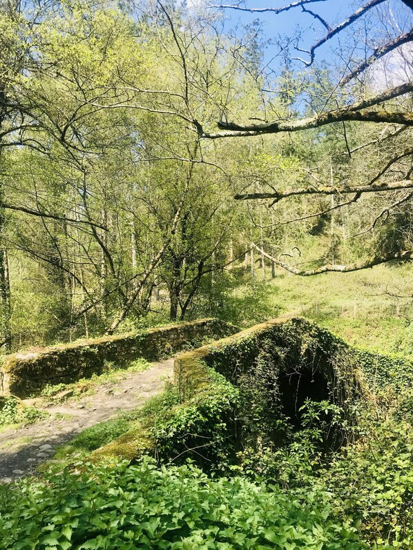 Un paisaje natural con un sendero de piedra, abundante vegetación y árboles.