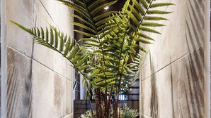 A hallway with a central plant featuring fern-like foliage, flanked by stone walls.