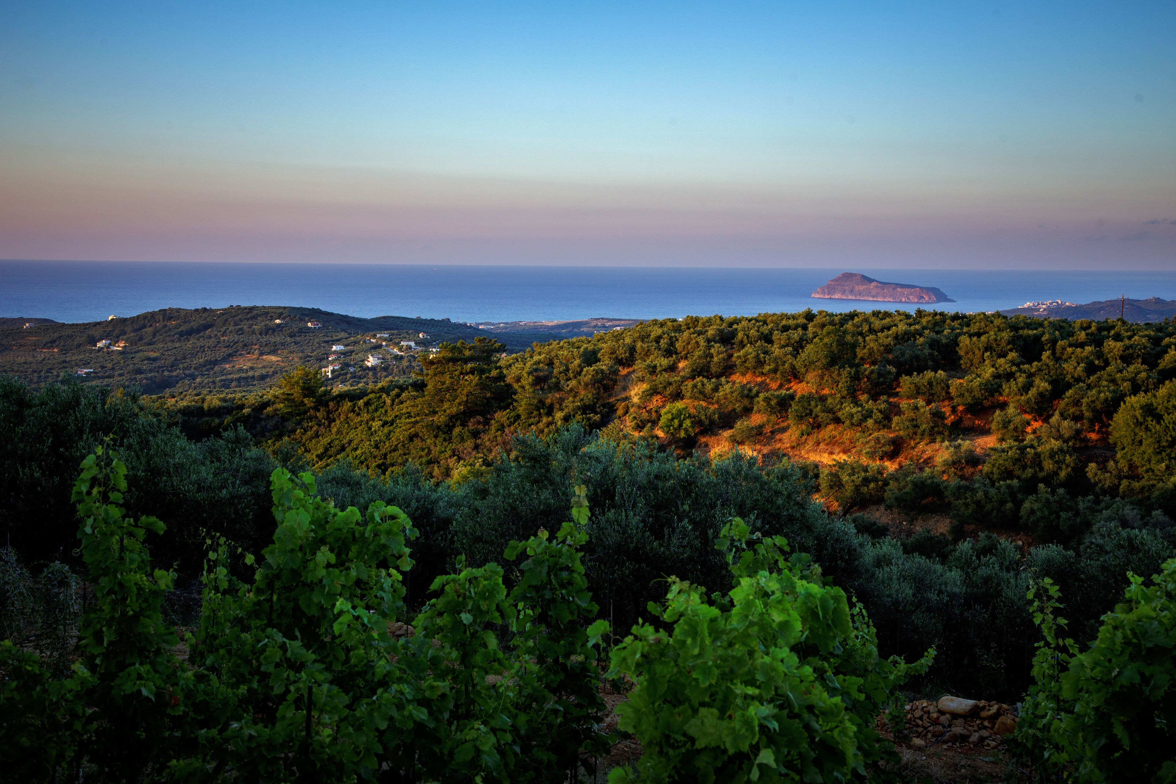 A vineyard with rows of grapevines, a distant view of the sea, and a small hill with buildings in the background.