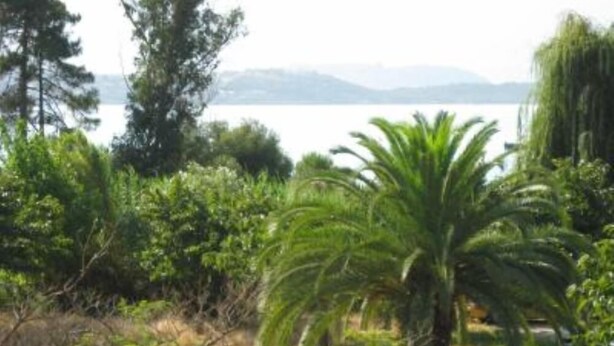 A garden with various trees and shrubs, a palm tree, and pink flowers.