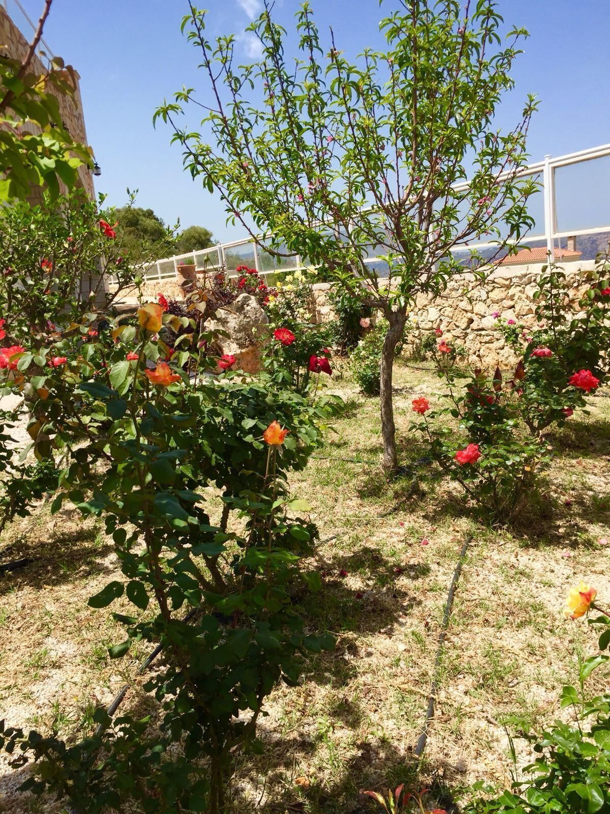 A garden with various flowering plants and a stone wall.
