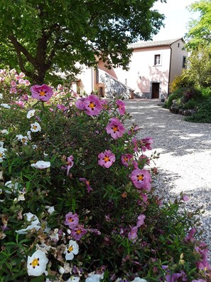 Property grounds - LaPorcilaia Holiday heaven in the heart of Italy Large sunny  breathtaking views (Orvieto)