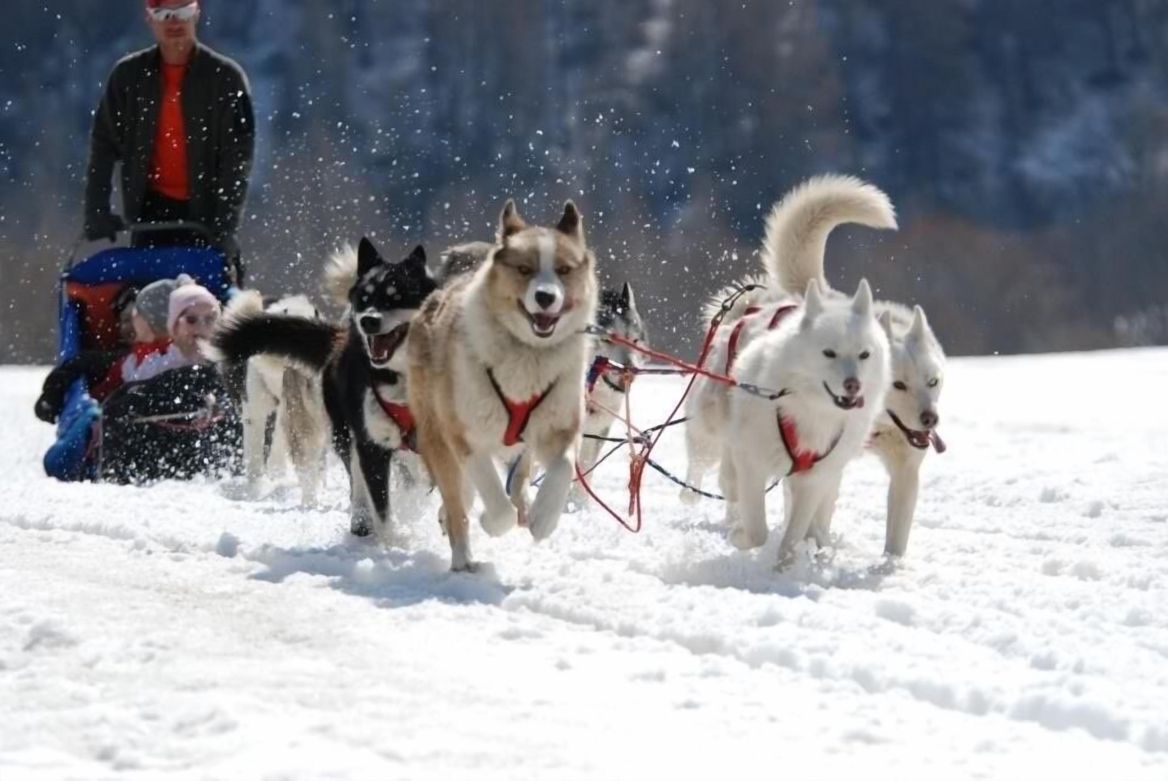 Een groep husky's trekt een sled door de sneeuw.