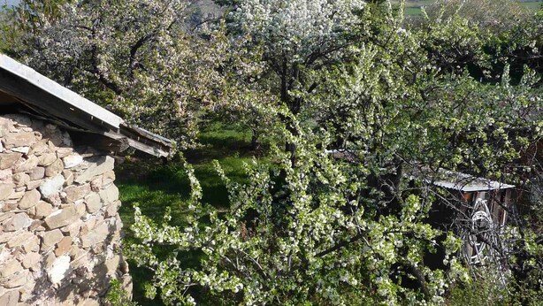 A stone building with a view of blooming trees and a mountain range in the background. - Rental apartment type 2 in mountain house in Risoul - 05600 (Risoul)