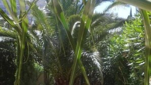Un patio con dos sillones blancos y una pequeña mesa, rodeado de exuberante follaje y palmeras.