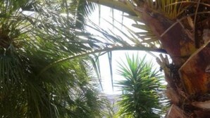 Un jardín con un sendero de piedra, palmeras y mobiliario para exteriores.