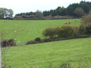 Property grounds - Recently renovated Traditional Country Cottage (Looe)