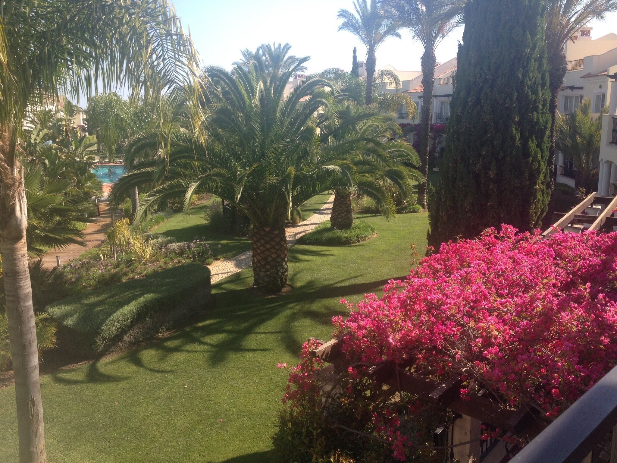 A well-maintained garden with palm trees and bougainvillea flowers, a pool, and a pathway.