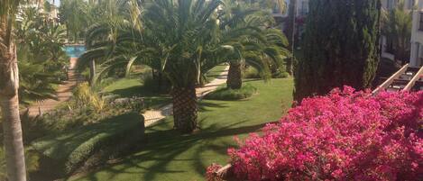 A well-maintained garden with palm trees and bougainvillea flowers, a pool, and a pathway.